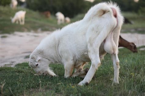 transando com cobra|Transando com cabras ao ar livre escondido da esposa